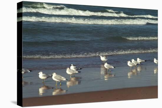 Flock of seaguls on the beaches of Lake Michigan, Indiana Dunes, Indiana, USA-Anna Miller-Stretched Canvas