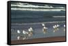 Flock of seaguls on the beaches of Lake Michigan, Indiana Dunes, Indiana, USA-Anna Miller-Framed Stretched Canvas