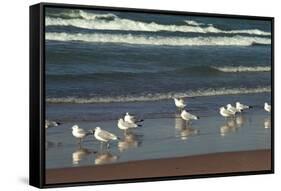 Flock of seaguls on the beaches of Lake Michigan, Indiana Dunes, Indiana, USA-Anna Miller-Framed Stretched Canvas