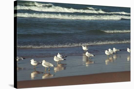 Flock of seaguls on the beaches of Lake Michigan, Indiana Dunes, Indiana, USA-Anna Miller-Stretched Canvas