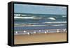 Flock of seaguls on the beaches of Lake Michigan, Indiana Dunes, Indiana, USA-Anna Miller-Framed Stretched Canvas