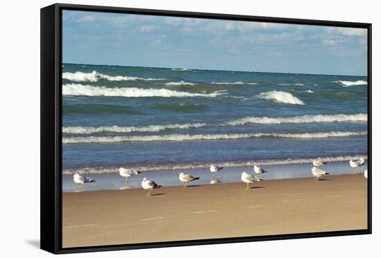 Flock of seaguls on the beaches of Lake Michigan, Indiana Dunes, Indiana, USA-Anna Miller-Framed Stretched Canvas
