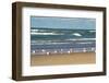 Flock of seaguls on the beaches of Lake Michigan, Indiana Dunes, Indiana, USA-Anna Miller-Framed Photographic Print