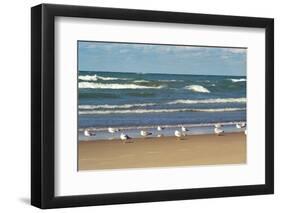 Flock of seaguls on the beaches of Lake Michigan, Indiana Dunes, Indiana, USA-Anna Miller-Framed Photographic Print