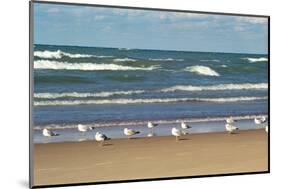 Flock of seaguls on the beaches of Lake Michigan, Indiana Dunes, Indiana, USA-Anna Miller-Mounted Photographic Print
