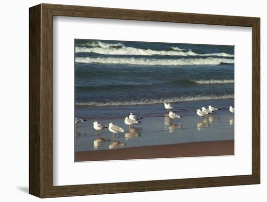 Flock of seaguls on the beaches of Lake Michigan, Indiana Dunes, Indiana, USA-Anna Miller-Framed Photographic Print