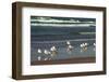 Flock of seaguls on the beaches of Lake Michigan, Indiana Dunes, Indiana, USA-Anna Miller-Framed Photographic Print