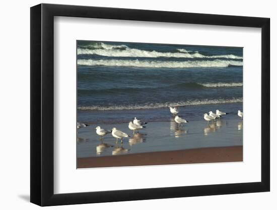 Flock of seaguls on the beaches of Lake Michigan, Indiana Dunes, Indiana, USA-Anna Miller-Framed Photographic Print