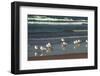 Flock of seaguls on the beaches of Lake Michigan, Indiana Dunes, Indiana, USA-Anna Miller-Framed Photographic Print