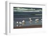 Flock of seaguls on the beaches of Lake Michigan, Indiana Dunes, Indiana, USA-Anna Miller-Framed Photographic Print