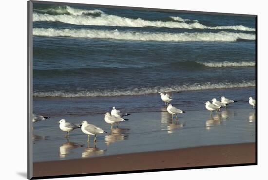 Flock of seaguls on the beaches of Lake Michigan, Indiana Dunes, Indiana, USA-Anna Miller-Mounted Photographic Print