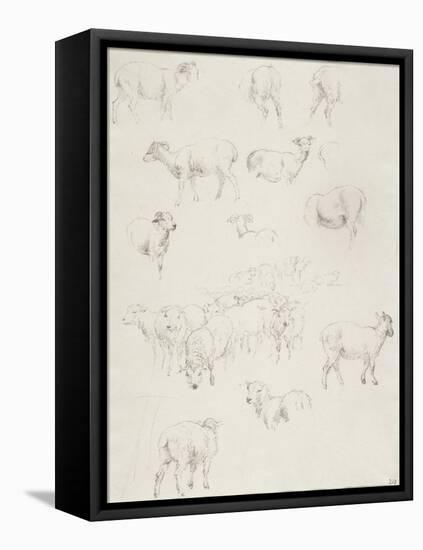 Flock of Sheep, after 1794-Robert Hills-Framed Stretched Canvas