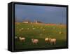 Flock of Sheep and Farmouse in Scottish Countryside, Scotland, United Kingdom, Europe-James Gritz-Framed Stretched Canvas