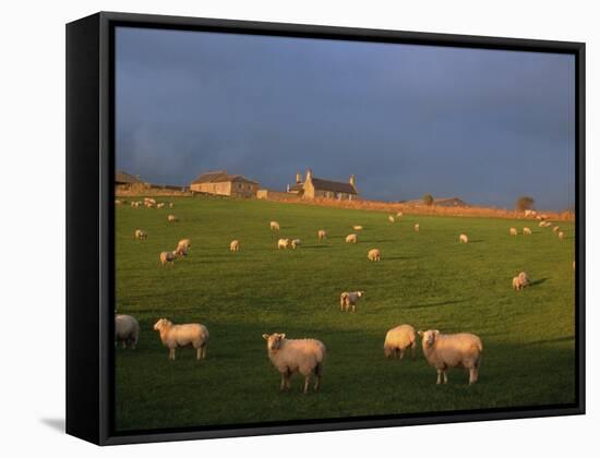 Flock of Sheep and Farmouse in Scottish Countryside, Scotland, United Kingdom, Europe-James Gritz-Framed Stretched Canvas