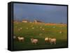 Flock of Sheep and Farmouse in Scottish Countryside, Scotland, United Kingdom, Europe-James Gritz-Framed Stretched Canvas