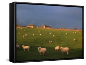 Flock of Sheep and Farmouse in Scottish Countryside, Scotland, United Kingdom, Europe-James Gritz-Framed Stretched Canvas