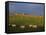 Flock of Sheep and Farmouse in Scottish Countryside, Scotland, United Kingdom, Europe-James Gritz-Framed Stretched Canvas