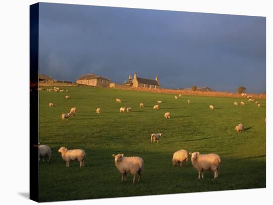 Flock of Sheep and Farmouse in Scottish Countryside, Scotland, United Kingdom, Europe-James Gritz-Stretched Canvas