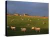 Flock of Sheep and Farmouse in Scottish Countryside, Scotland, United Kingdom, Europe-James Gritz-Stretched Canvas