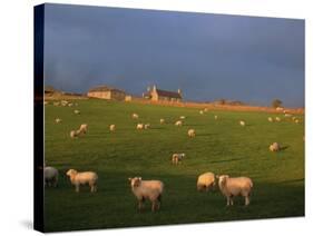 Flock of Sheep and Farmouse in Scottish Countryside, Scotland, United Kingdom, Europe-James Gritz-Stretched Canvas