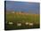 Flock of Sheep and Farmouse in Scottish Countryside, Scotland, United Kingdom, Europe-James Gritz-Stretched Canvas