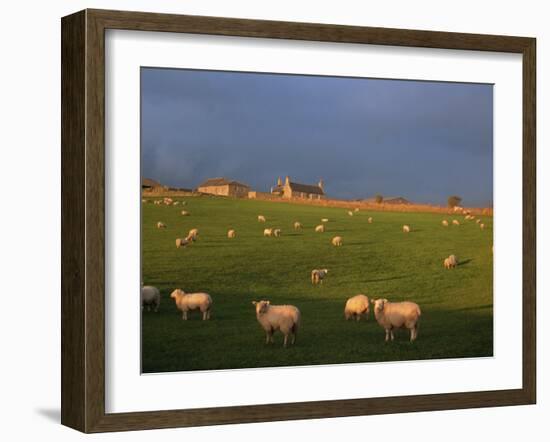 Flock of Sheep and Farmouse in Scottish Countryside, Scotland, United Kingdom, Europe-James Gritz-Framed Photographic Print
