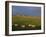 Flock of Sheep and Farmouse in Scottish Countryside, Scotland, United Kingdom, Europe-James Gritz-Framed Photographic Print