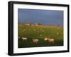 Flock of Sheep and Farmouse in Scottish Countryside, Scotland, United Kingdom, Europe-James Gritz-Framed Photographic Print