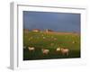 Flock of Sheep and Farmouse in Scottish Countryside, Scotland, United Kingdom, Europe-James Gritz-Framed Photographic Print