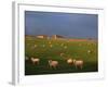 Flock of Sheep and Farmouse in Scottish Countryside, Scotland, United Kingdom, Europe-James Gritz-Framed Photographic Print