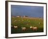 Flock of Sheep and Farmouse in Scottish Countryside, Scotland, United Kingdom, Europe-James Gritz-Framed Photographic Print