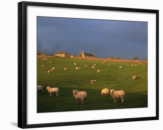 Flock of Sheep and Farmouse in Scottish Countryside, Scotland, United Kingdom, Europe-James Gritz-Framed Photographic Print