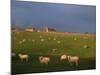 Flock of Sheep and Farmouse in Scottish Countryside, Scotland, United Kingdom, Europe-James Gritz-Mounted Photographic Print