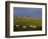 Flock of Sheep and Farmouse in Scottish Countryside, Scotland, United Kingdom, Europe-James Gritz-Framed Photographic Print