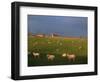 Flock of Sheep and Farmouse in Scottish Countryside, Scotland, United Kingdom, Europe-James Gritz-Framed Photographic Print