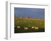 Flock of Sheep and Farmouse in Scottish Countryside, Scotland, United Kingdom, Europe-James Gritz-Framed Photographic Print