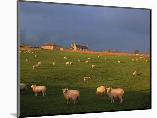 Flock of Sheep and Farmouse in Scottish Countryside, Scotland, United Kingdom, Europe-James Gritz-Mounted Photographic Print