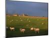 Flock of Sheep and Farmouse in Scottish Countryside, Scotland, United Kingdom, Europe-James Gritz-Mounted Photographic Print