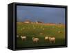 Flock of Sheep and Farmouse in Scottish Countryside, Scotland, United Kingdom, Europe-James Gritz-Framed Stretched Canvas