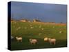 Flock of Sheep and Farmouse in Scottish Countryside, Scotland, United Kingdom, Europe-James Gritz-Stretched Canvas