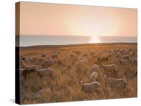 Flock of Sheep at Sunset by the Sea, Near Erice, Western Sicily, Italy, Europe-Mark Banks-Stretched Canvas