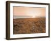 Flock of Sheep at Sunset by the Sea, Near Erice, Western Sicily, Italy, Europe-Mark Banks-Framed Photographic Print