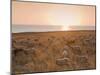 Flock of Sheep at Sunset by the Sea, Near Erice, Western Sicily, Italy, Europe-Mark Banks-Mounted Photographic Print