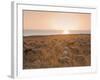 Flock of Sheep at Sunset by the Sea, Near Erice, Western Sicily, Italy, Europe-Mark Banks-Framed Photographic Print