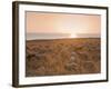 Flock of Sheep at Sunset by the Sea, Near Erice, Western Sicily, Italy, Europe-Mark Banks-Framed Photographic Print