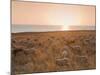 Flock of Sheep at Sunset by the Sea, Near Erice, Western Sicily, Italy, Europe-Mark Banks-Mounted Photographic Print