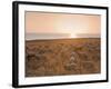 Flock of Sheep at Sunset by the Sea, Near Erice, Western Sicily, Italy, Europe-Mark Banks-Framed Photographic Print