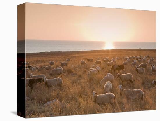 Flock of Sheep at Sunset by the Sea, Near Erice, Western Sicily, Italy, Europe-Mark Banks-Stretched Canvas