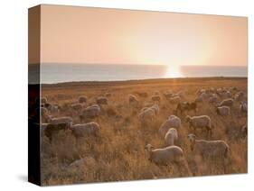 Flock of Sheep at Sunset by the Sea, Near Erice, Western Sicily, Italy, Europe-Mark Banks-Stretched Canvas