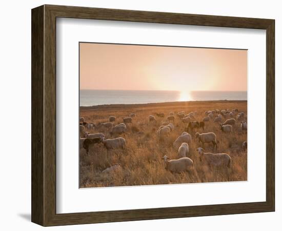 Flock of Sheep at Sunset by the Sea, Near Erice, Western Sicily, Italy, Europe-Mark Banks-Framed Photographic Print